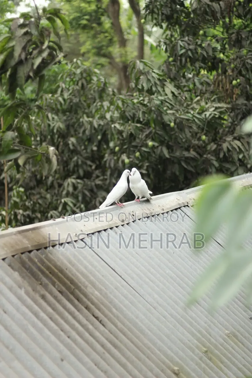 Canon 1300D (50mm Prime Lens)