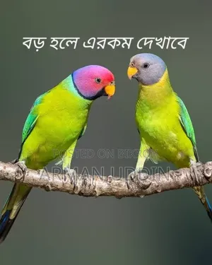 হিরামন টিয়া জোড়া বয়স ৩ মাস