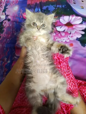 1-3 Months Female Purebred Persian