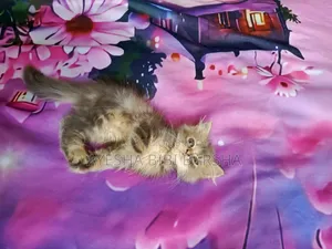 1-3 Months Female Purebred Persian