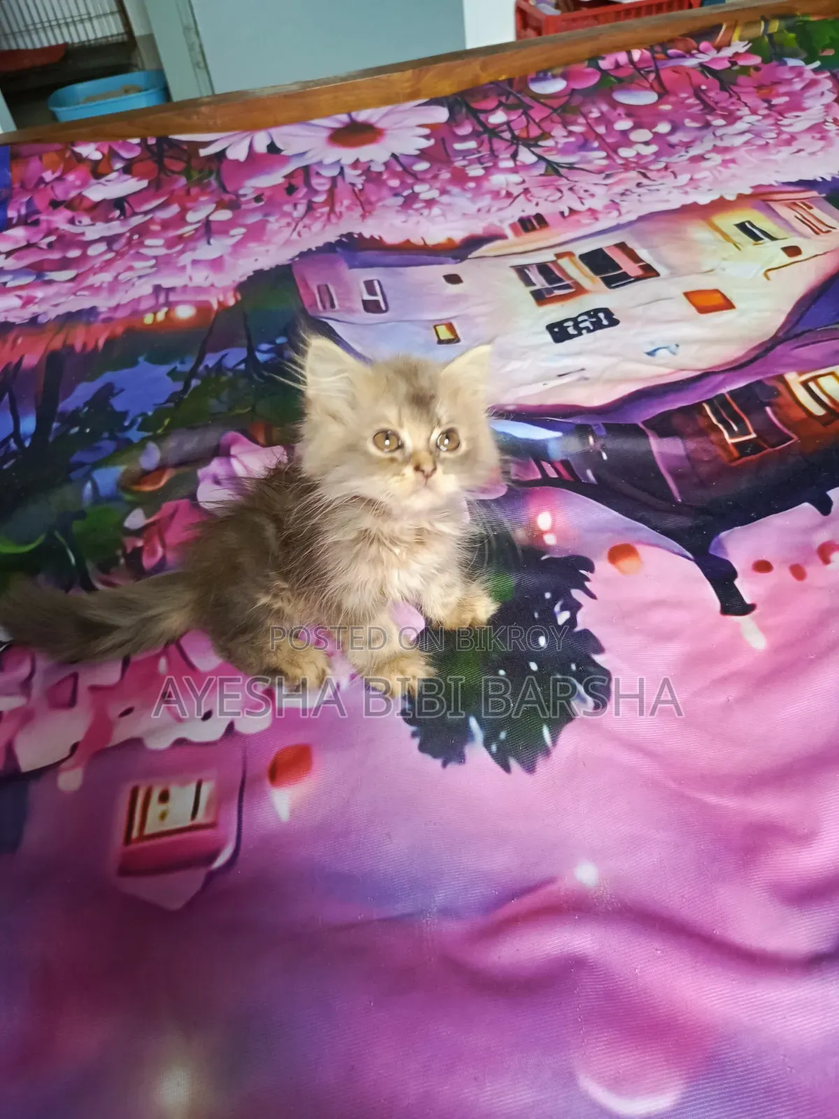 1-3 Months Female Purebred Persian