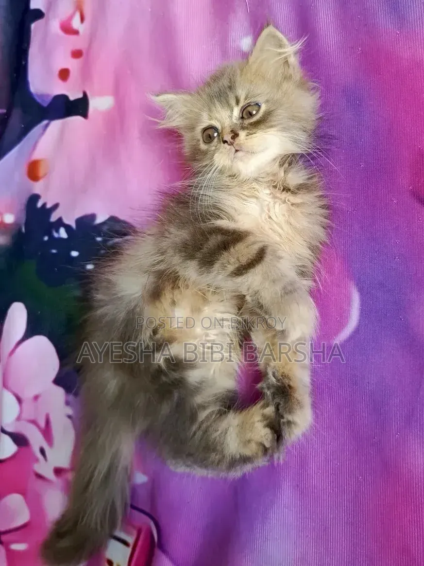 1-3 Months Female Purebred Persian
