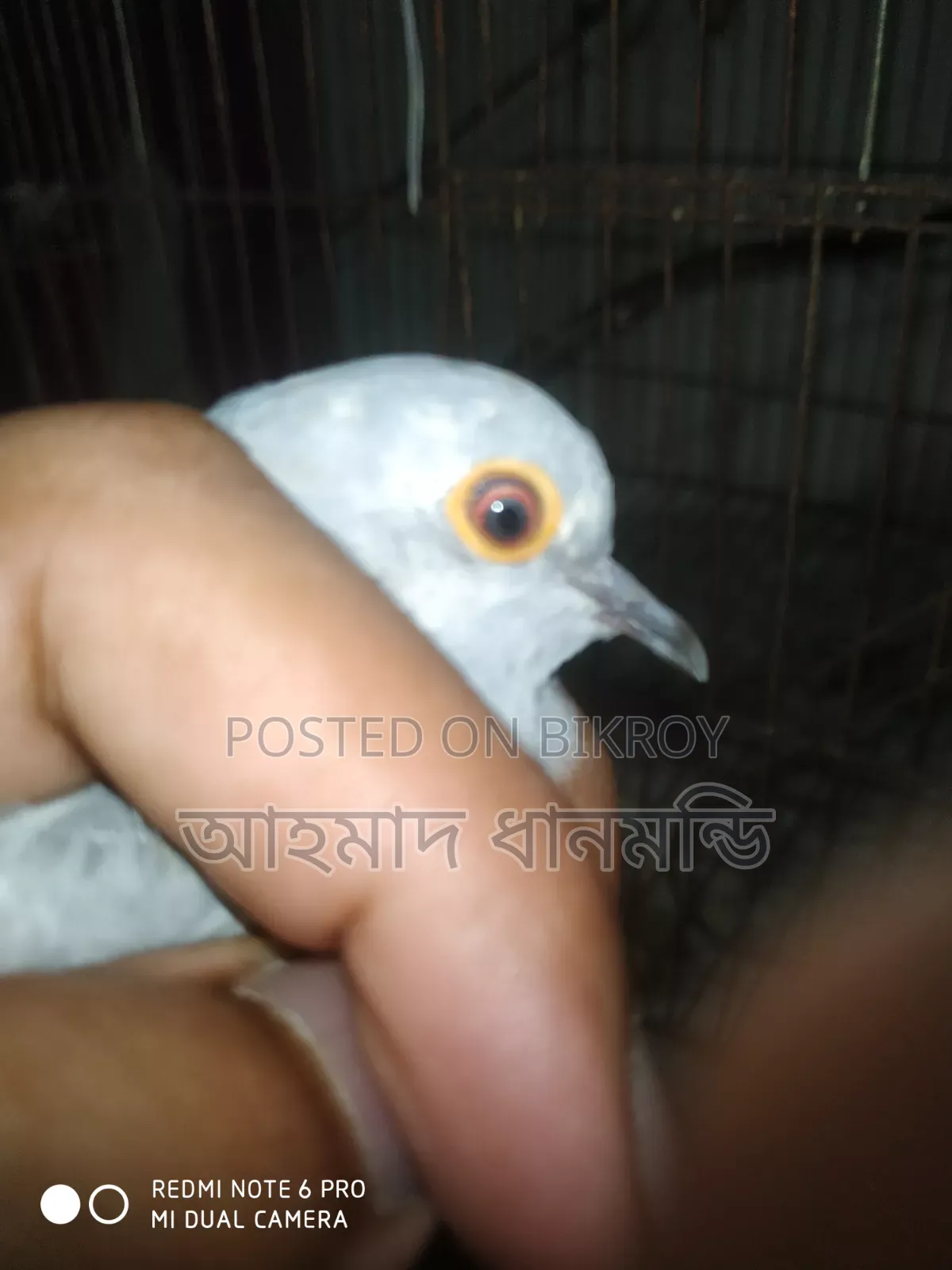 পাখি বিক্রি