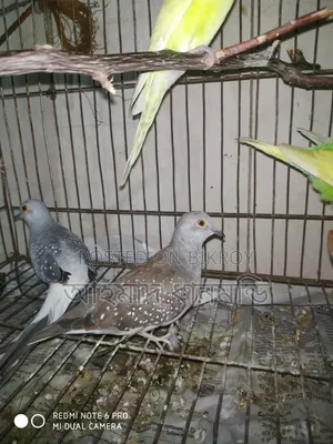 পাখি বিক্রি