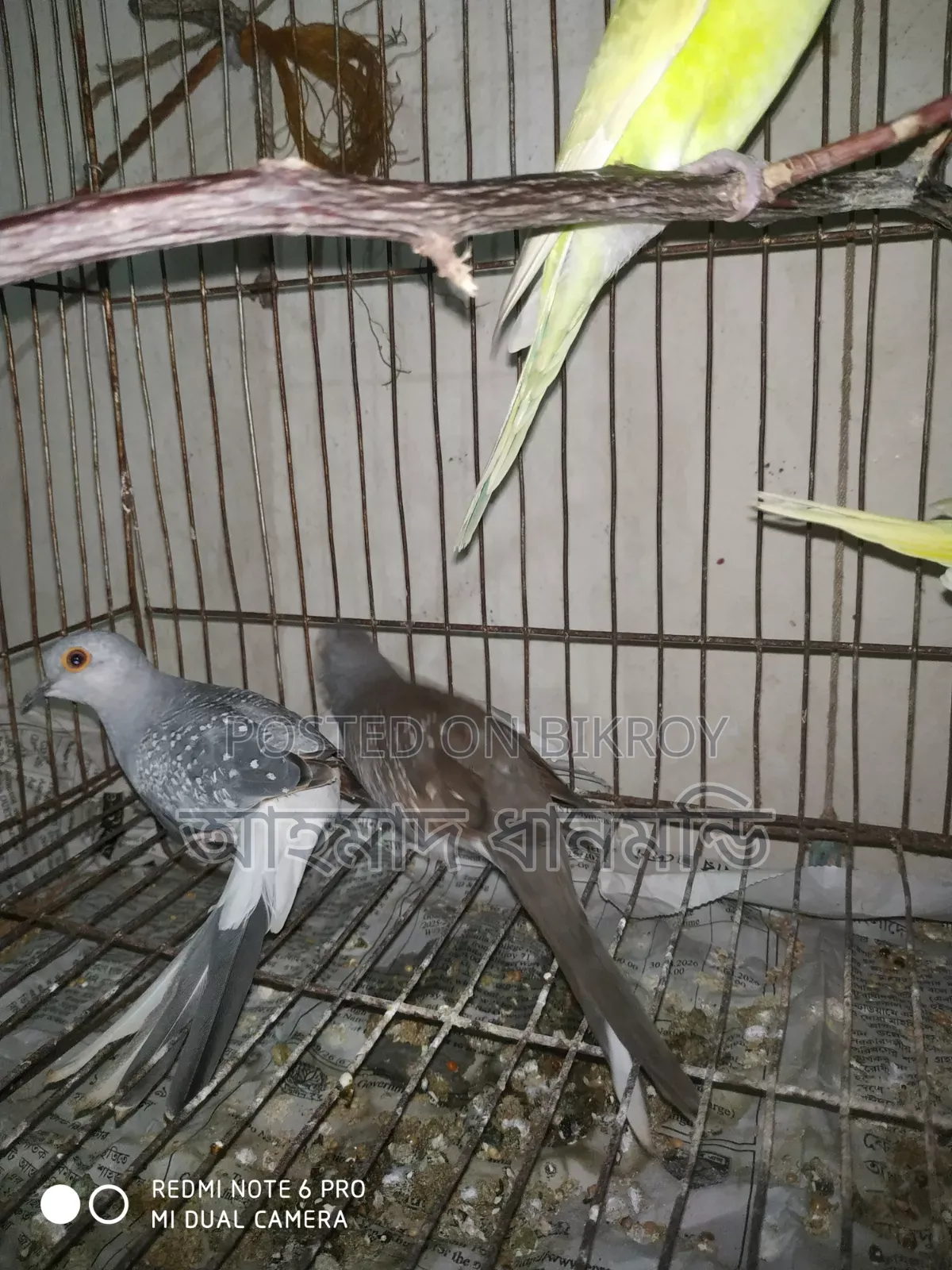পাখি বিক্রি