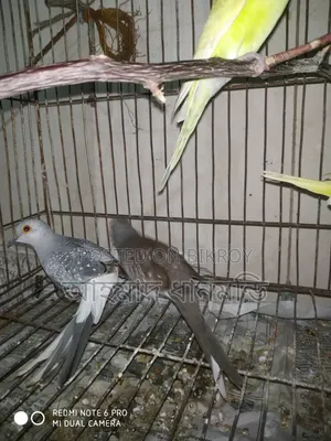 পাখি বিক্রি