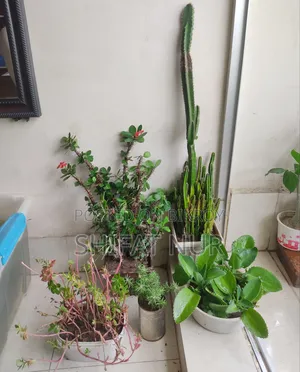 ক্যাক্টাস, পর্তুলিকা, পাথরকুচি, পাতাবাহার