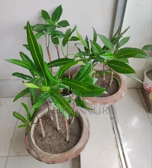 ক্যাক্টাস, পর্তুলিকা, পাথরকুচি, পাতাবাহার