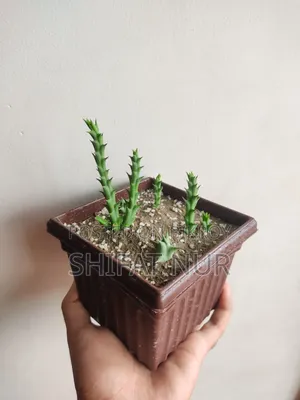ক্যাক্টাস, পর্তুলিকা, পাথরকুচি, পাতাবাহার