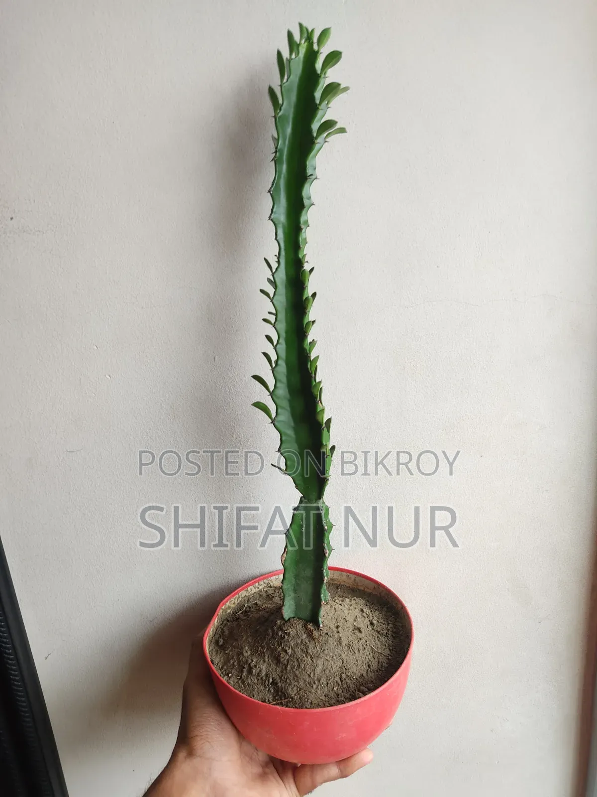 ক্যাক্টাস, পর্তুলিকা, পাথরকুচি, পাতাবাহার