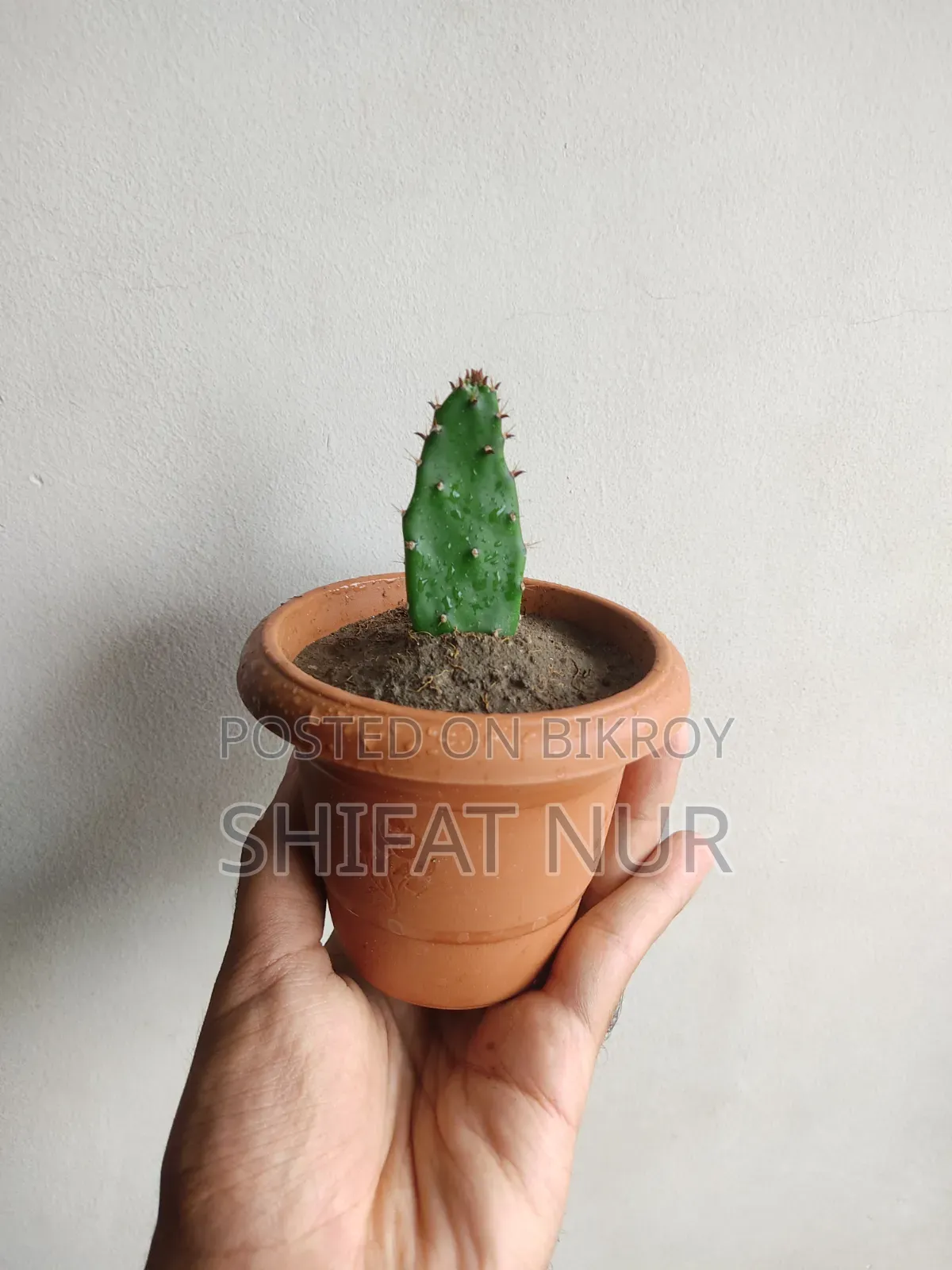 ক্যাক্টাস, পর্তুলিকা, পাথরকুচি, পাতাবাহার