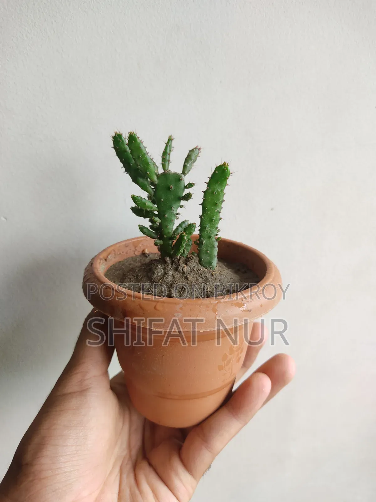 ক্যাক্টাস, পর্তুলিকা, পাথরকুচি, পাতাবাহার