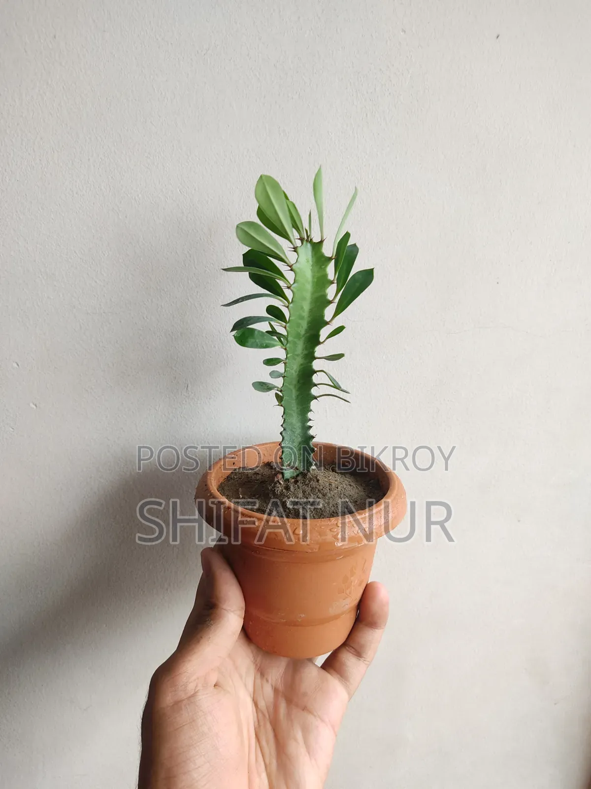 ক্যাক্টাস, পর্তুলিকা, পাথরকুচি, পাতাবাহার