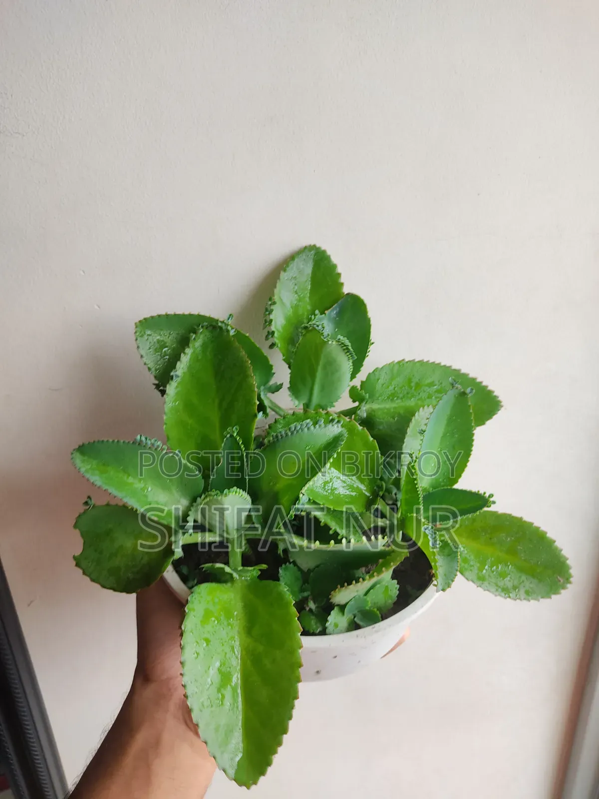 ক্যাক্টাস, পর্তুলিকা, পাথরকুচি, পাতাবাহার
