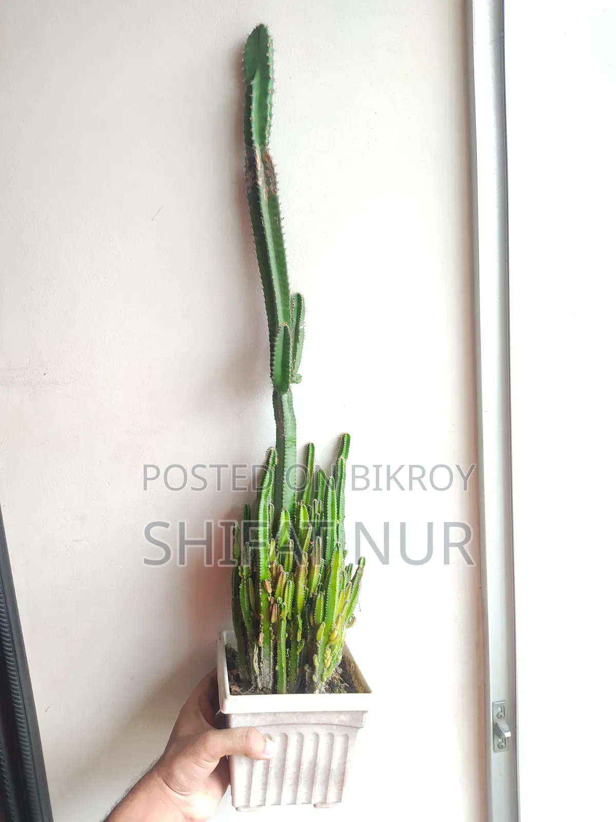 ক্যাক্টাস, পর্তুলিকা, পাথরকুচি, পাতাবাহার