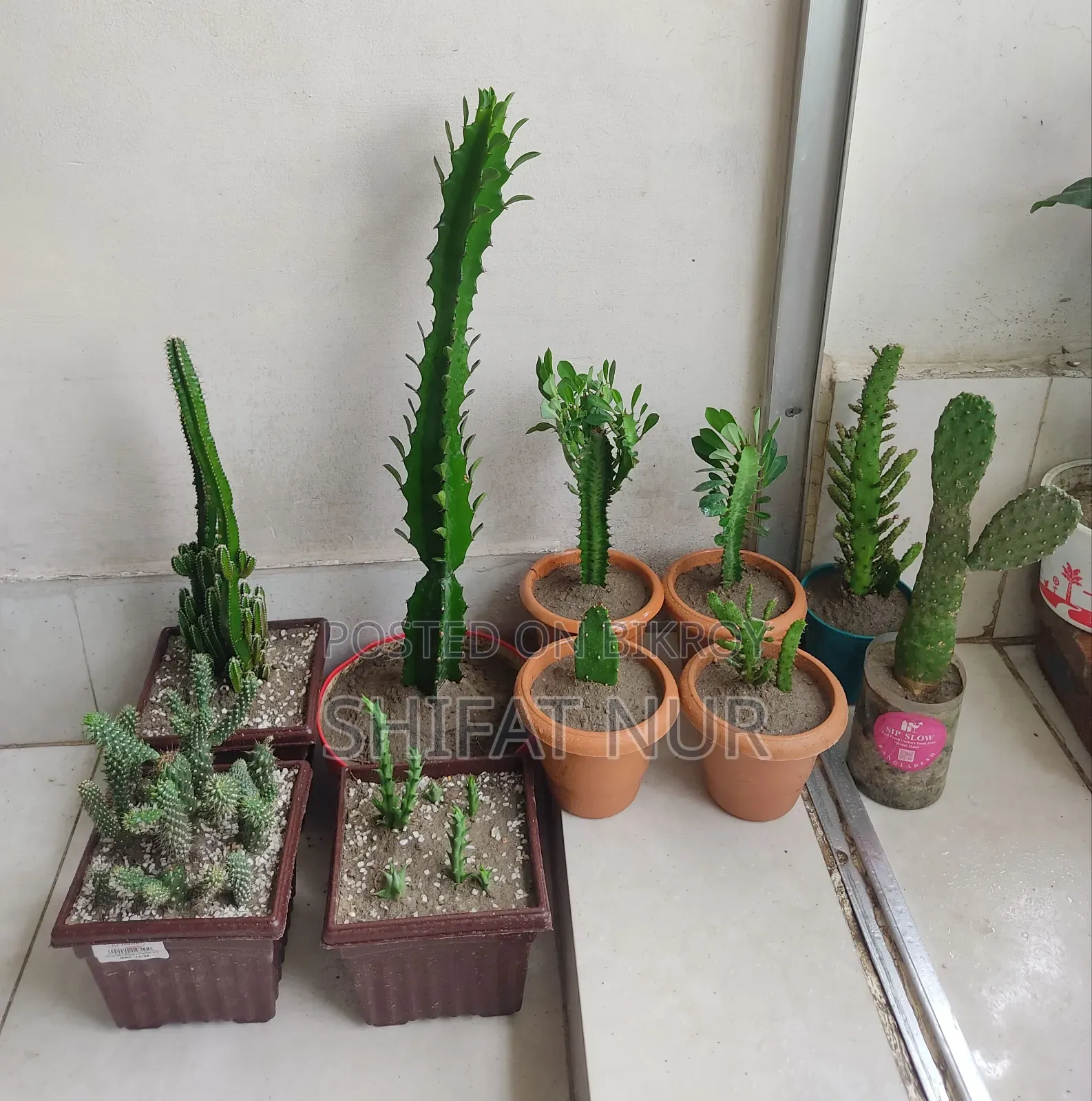 ক্যাক্টাস, পর্তুলিকা, পাথরকুচি, পাতাবাহার