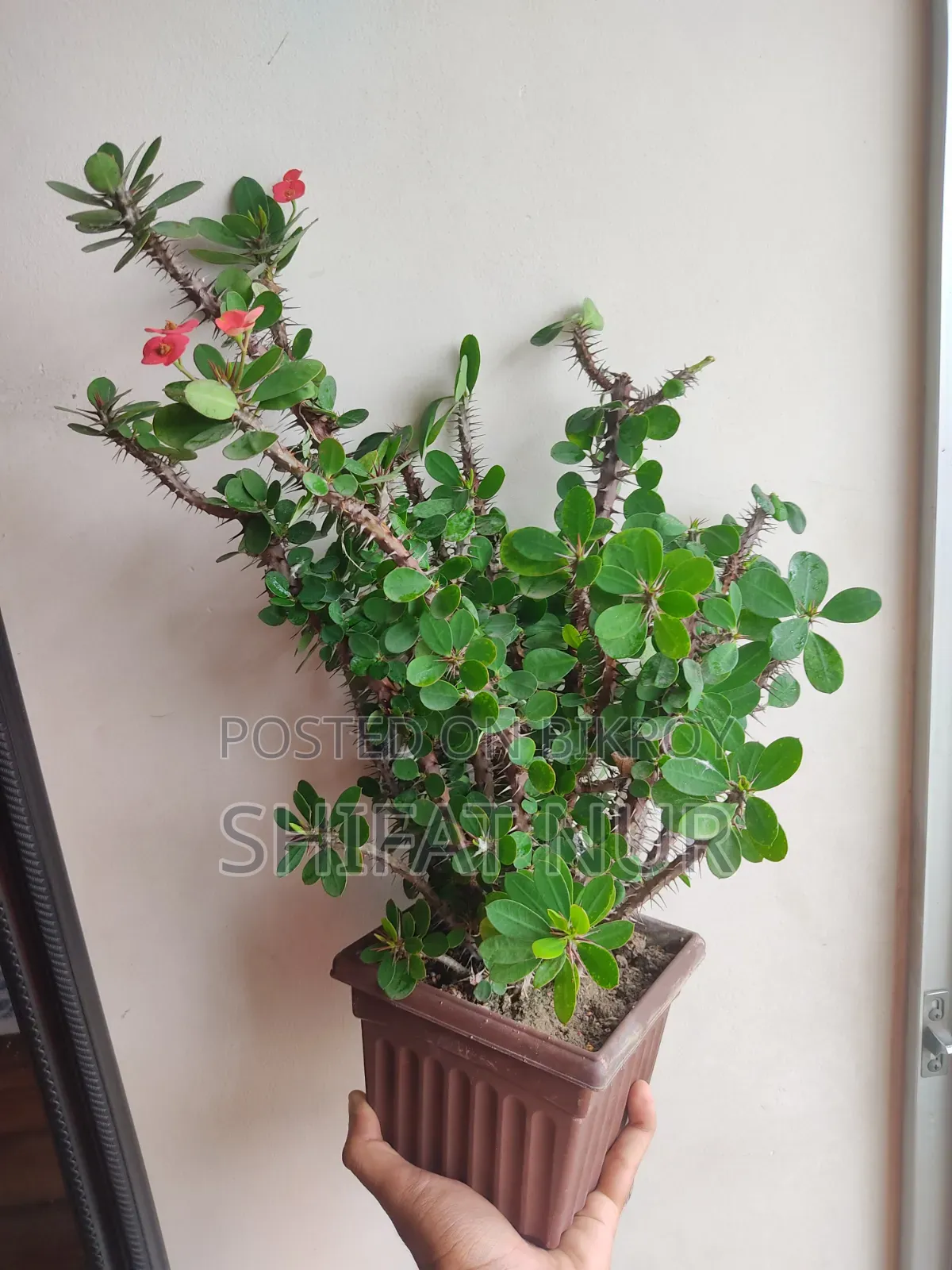 ক্যাক্টাস, পর্তুলিকা, পাথরকুচি, পাতাবাহার