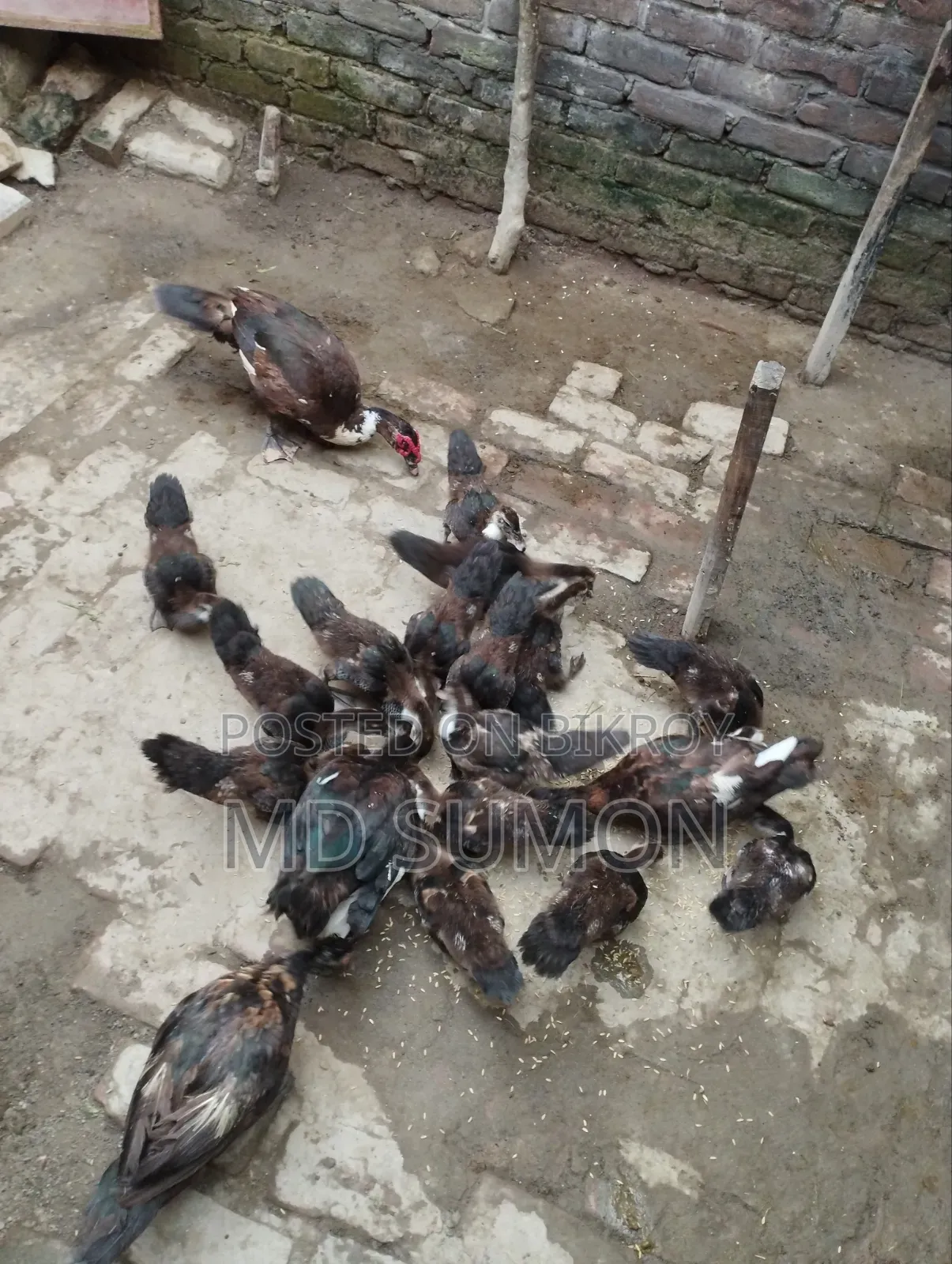চিনা হাঁস বিক্রি করা হবে