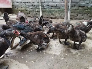 চিনা হাঁস বিক্রি করা হবে