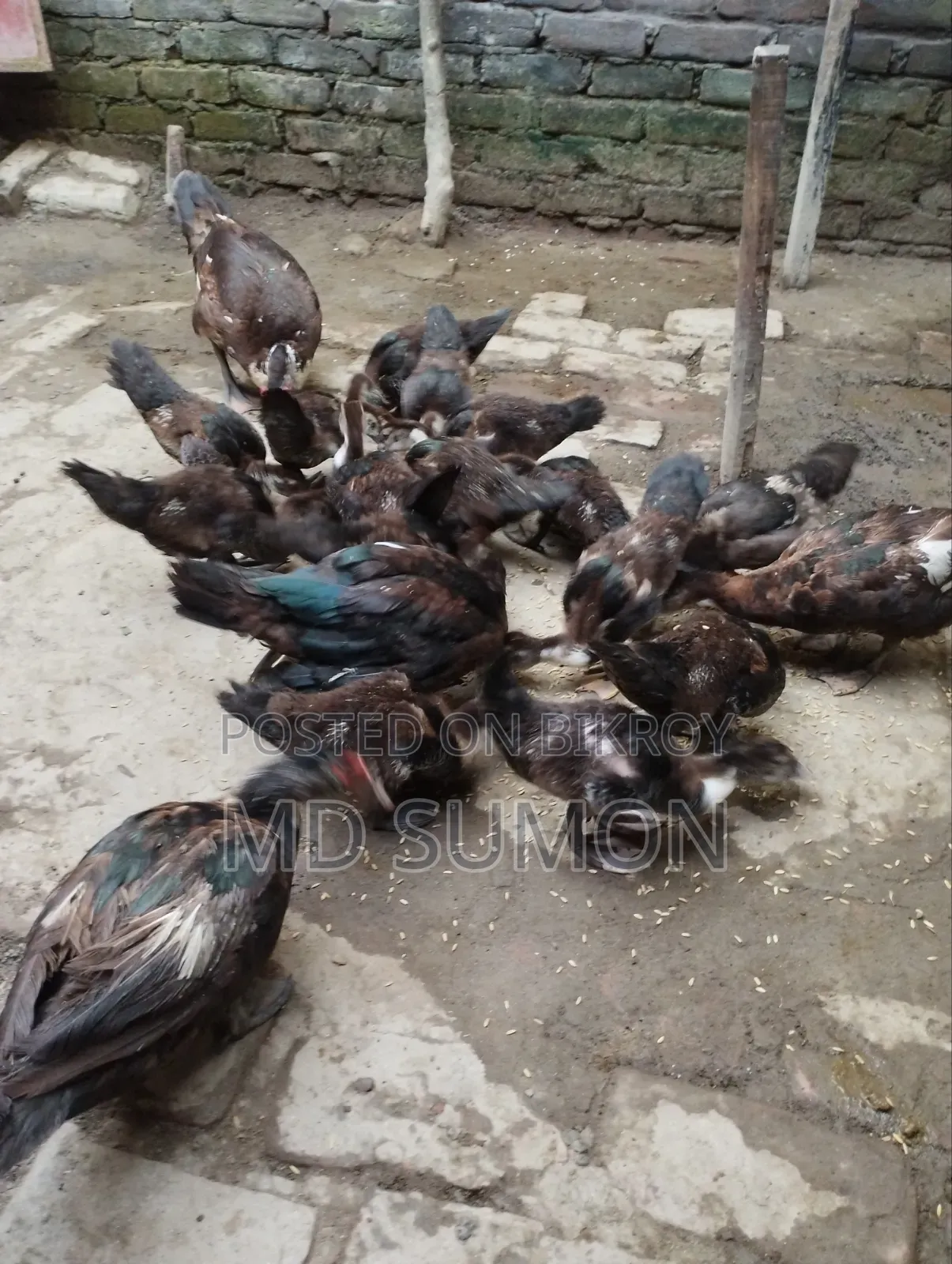 চিনা হাঁস বিক্রি করা হবে