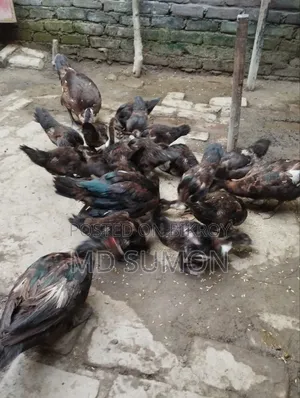 চিনা হাঁস বিক্রি করা হবে