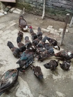চিনা হাঁস বিক্রি করা হবে