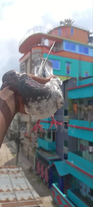 মাদি কবুতর