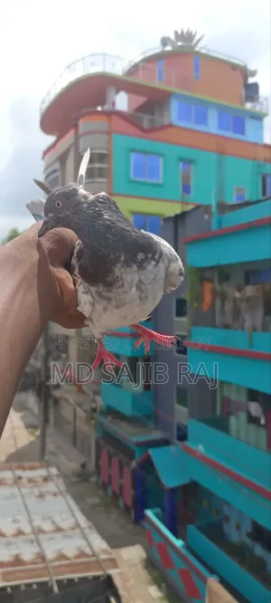 মাদি কবুতর