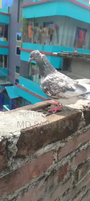 মাদি কবুতর