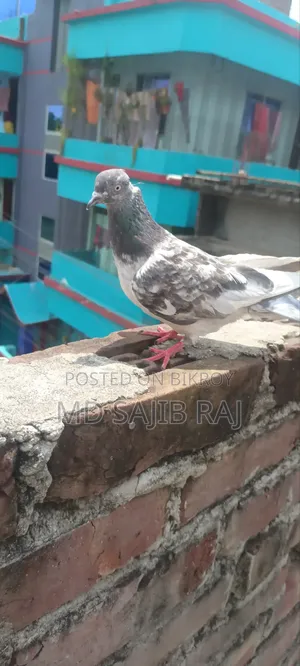 মাদি কবুতর