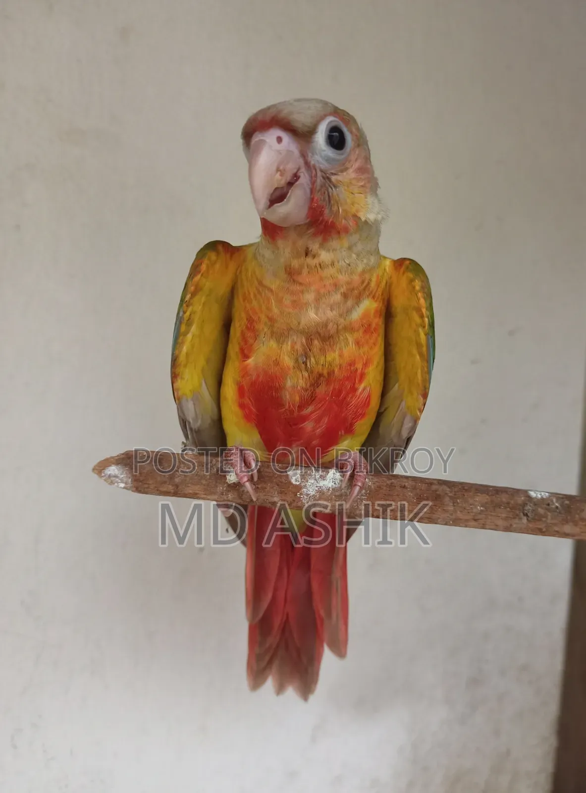 Red Factor Pineapple Conure Super Tame Baby Age 3 Months Self Feed