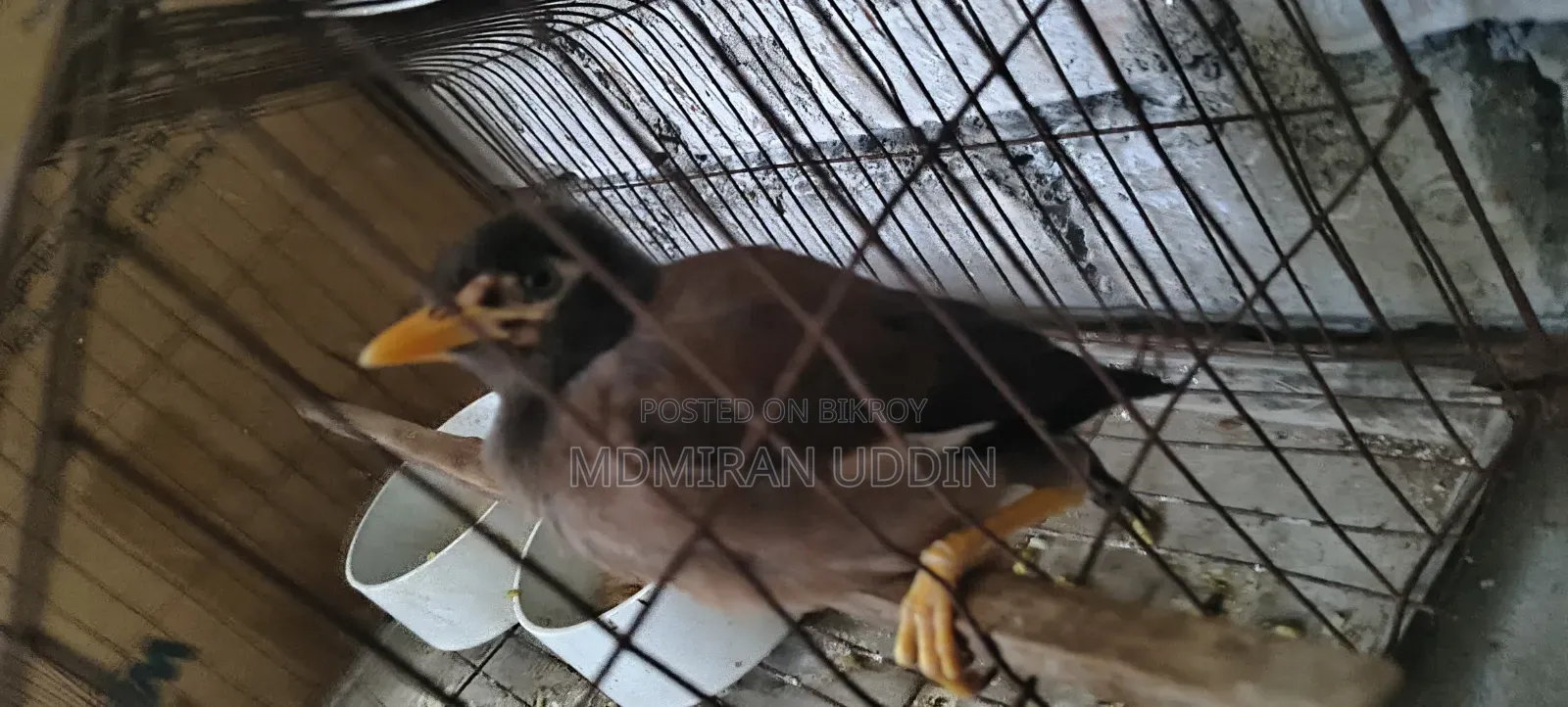 শালিক পাখি