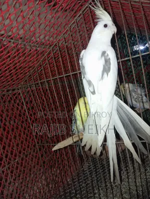 ককাটেল মেল