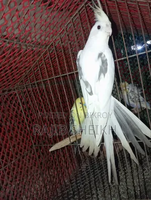 ককাটেল মেল
