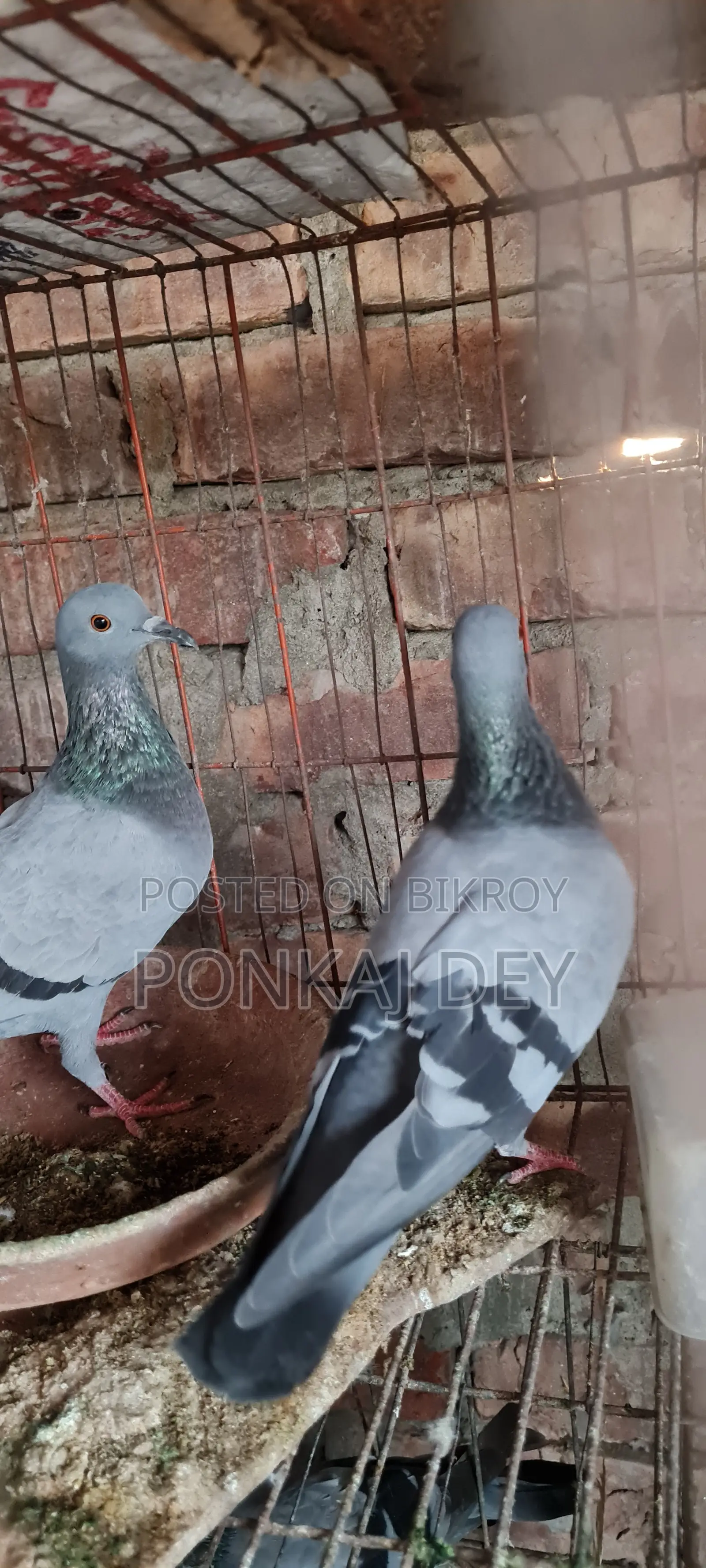 হাই কোয়ালিটি অরজিনাল জালালি বুনো পেয়ার