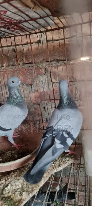 হাই কোয়ালিটি অরজিনাল জালালি বুনো পেয়ার