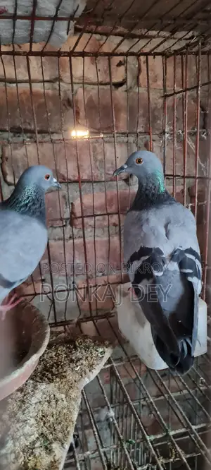 হাই কোয়ালিটি অরজিনাল জালালি বুনো পেয়ার