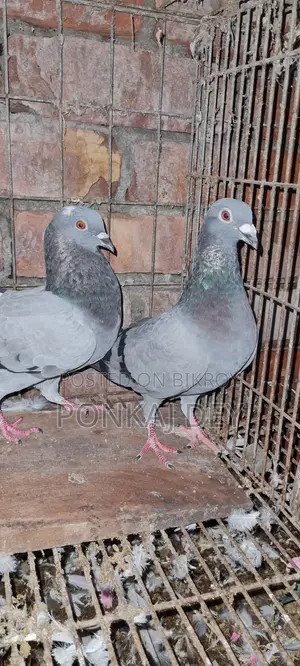 রেসিং হোমার পেয়ার