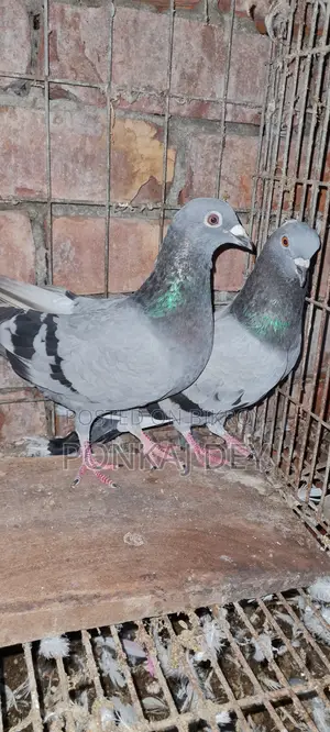 রেসিং হোমার পেয়ার