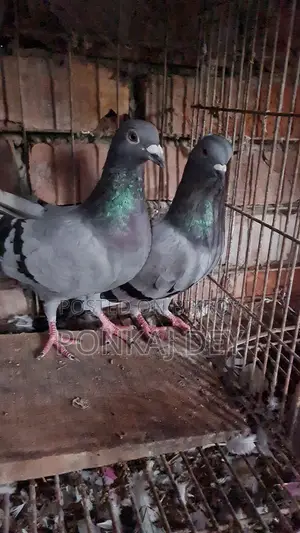 রেসিং হোমার পেয়ার