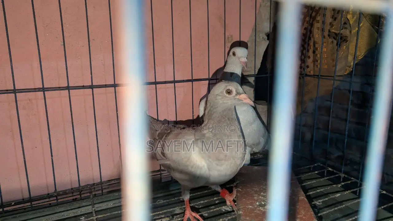 গ্রিজেল কবুতর