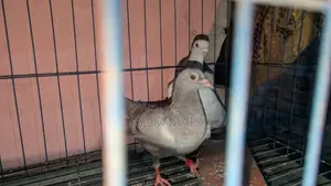 গ্রিজেল কবুতর