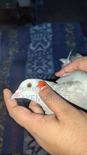 গ্রিজেল কবুতর