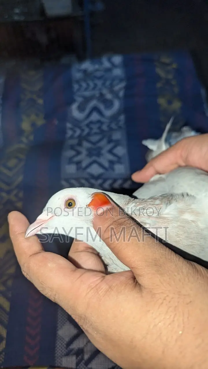 গ্রিজেল কবুতর