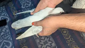 গ্রিজেল কবুতর