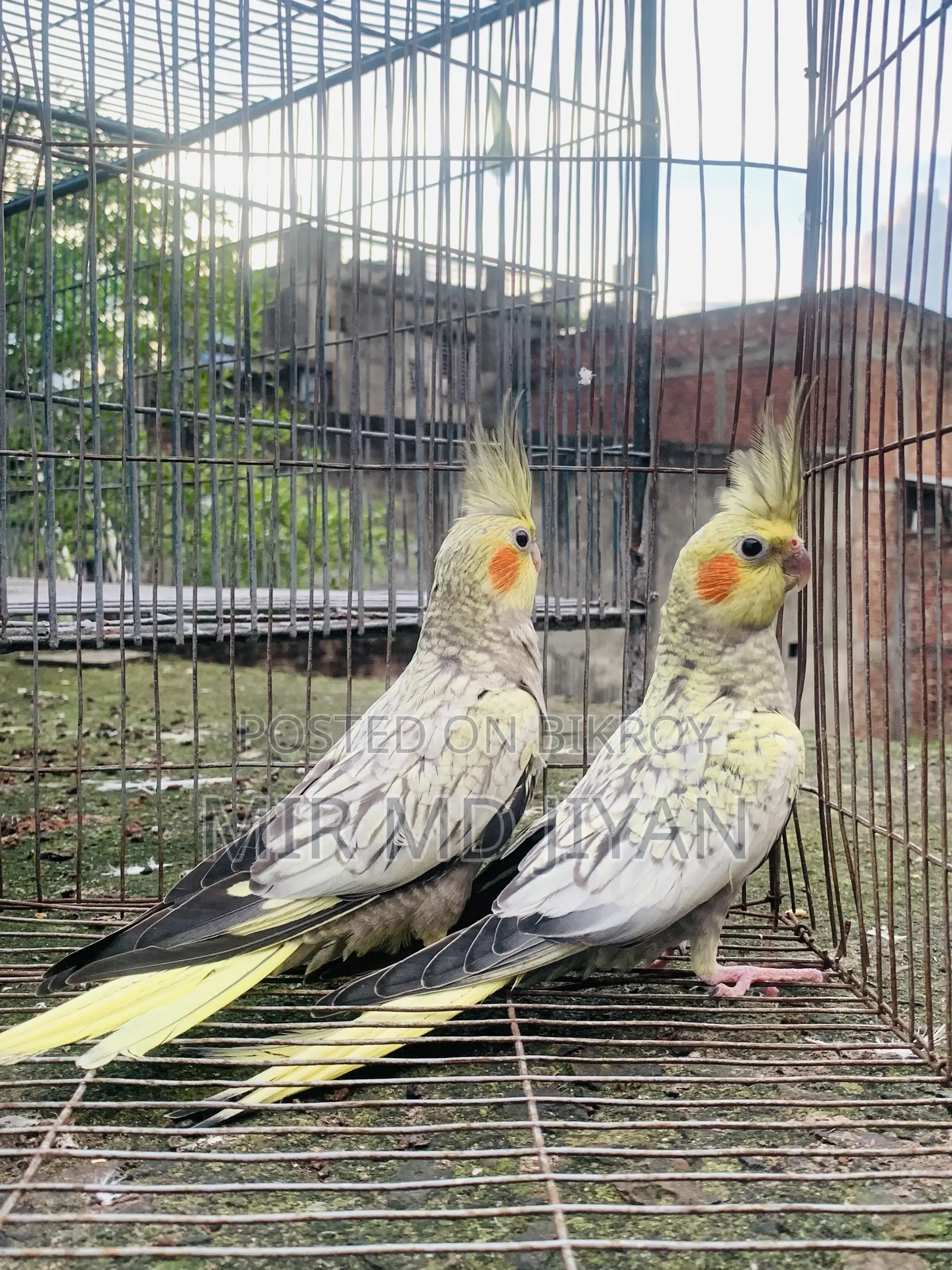 ককটেল পাখি