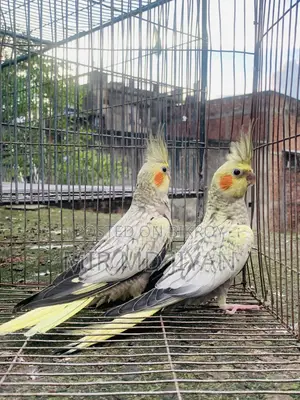 ককটেল পাখি