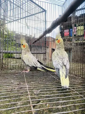 ককটেল পাখি