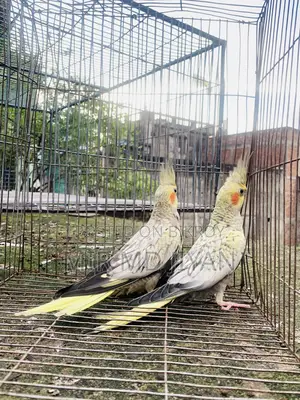 ককটেল পাখি