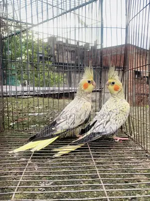 ককটেল পাখি